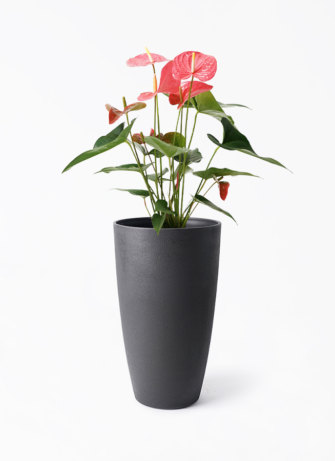 anthurium-1950_1.jpg?1724307506