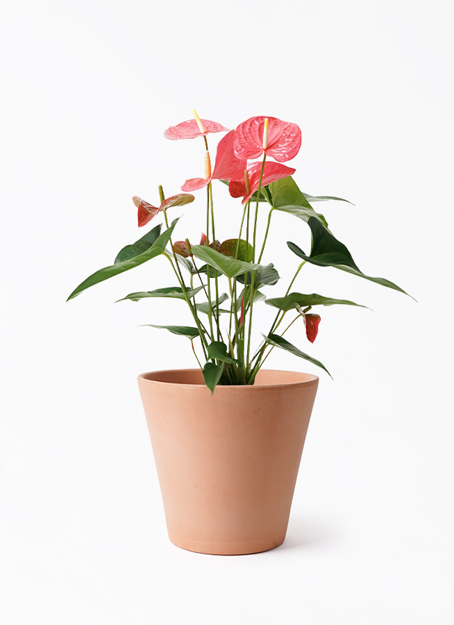 anthurium-1941_1.jpg?1724307527