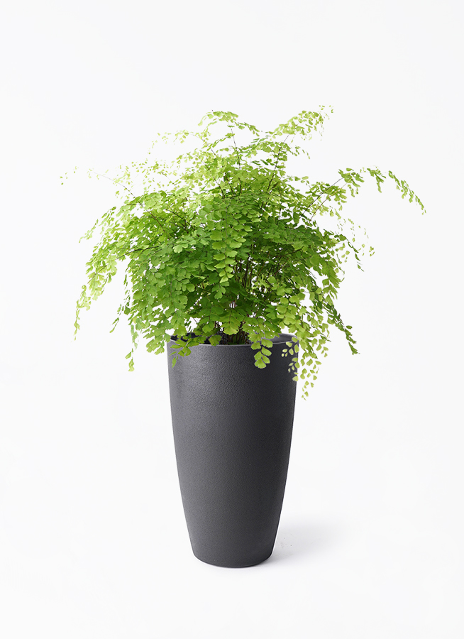 観葉植物 アジアンタム 5号 フォレスト トール ブラック 付き
