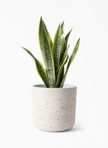 観葉植物 サンスベリア 5号 トラノオ カッセル ユーポット ウォッシュ 