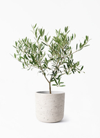 olive-1294_1.jpg?1724307569