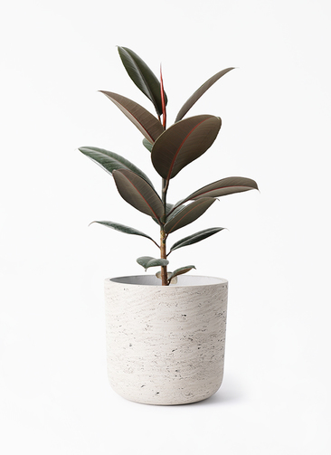 ficus-burgundy-236_1.jpg?