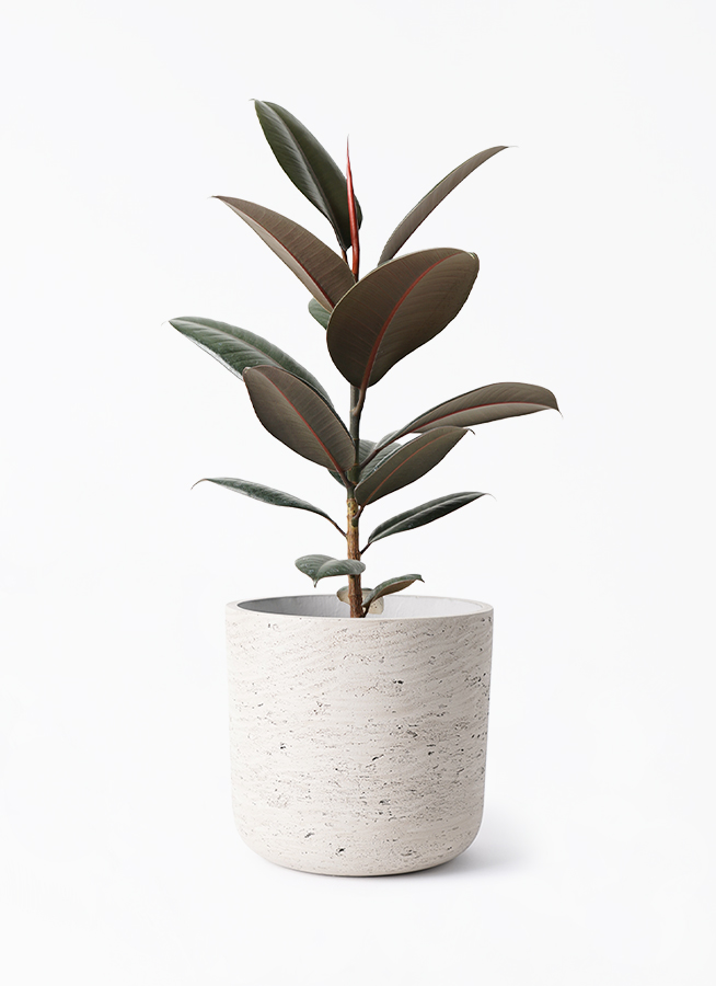 ficus-burgundy-236_1.jpg?