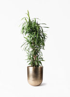cordyline-stricta-122_1.jpg?