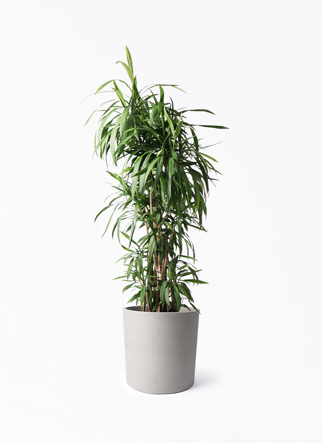cordyline-stricta-120_1.jpg?