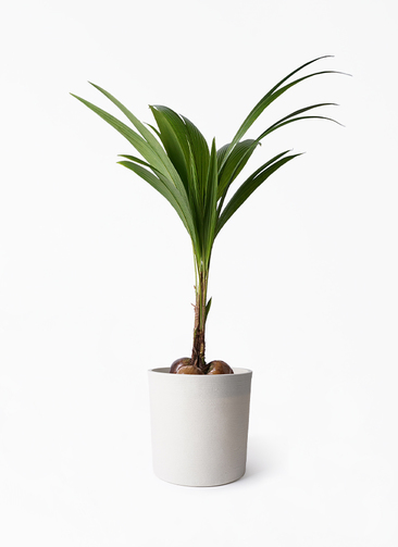 coconut-220_1.jpg?1724308471