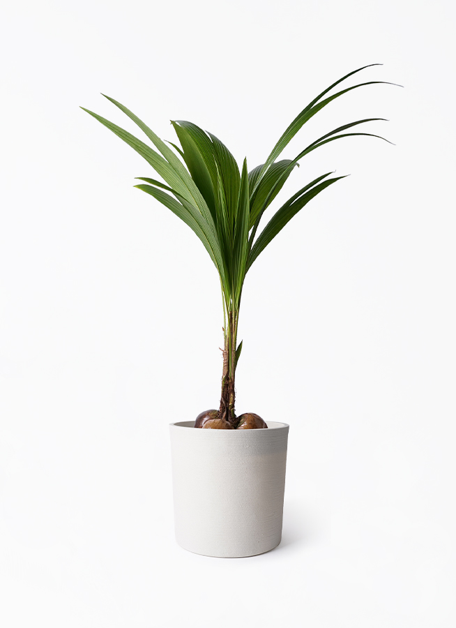 coconut-220_1.jpg?1724308471