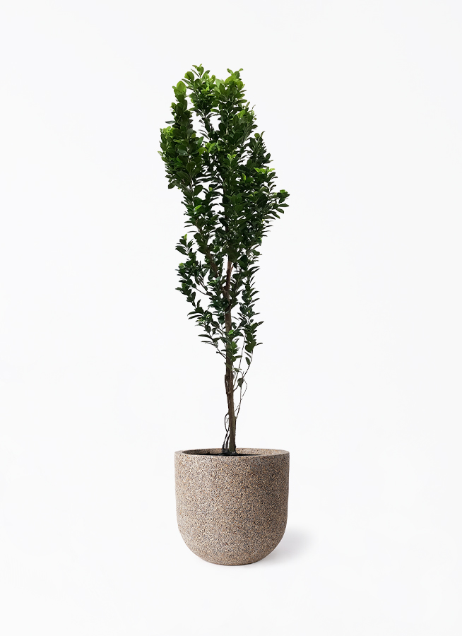 ガジュマル 10号 | 観葉植物 | 送料無料でお届け - Hitohana