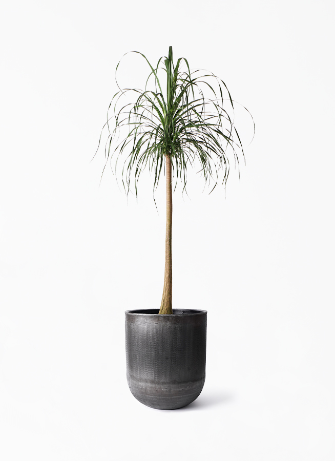 蘭の花大好き様限定ミンク
