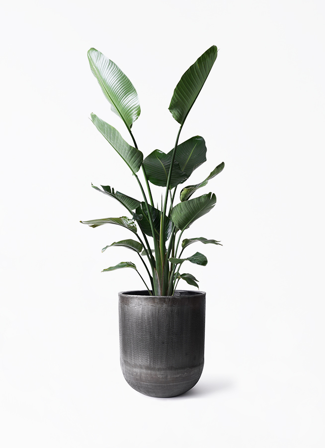 オーガスタ 10号 | 観葉植物の通販ならHitoHana