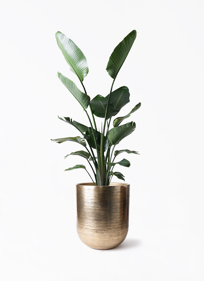 激安！　ストレチア　オーガスタ Ｂ　大型❗️ 164センチ　10号鉢 観葉植物 楽天市場】観葉植物 大型 オーガスタ ストレリチア 大鉢 10号