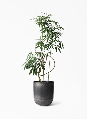 angustifolia-567_1.jpg?1724308602