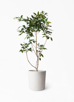 観葉植物 アマゾンオリーブ (ムラサキフトモモ) 10号 フォリオアルト
