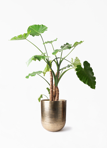 alocasia-810_1.jpg?1724308652