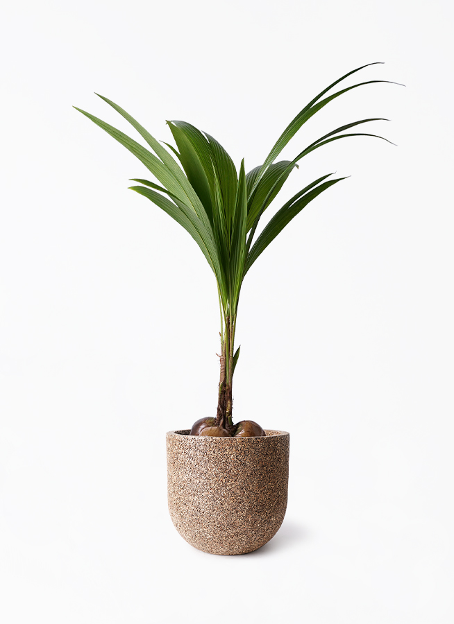 ココヤシ | 観葉植物の通販ならHitoHana（ひとはな）
