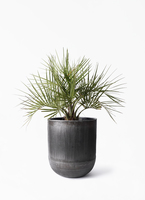 yatay-palm-118_1.jpg?1724309326