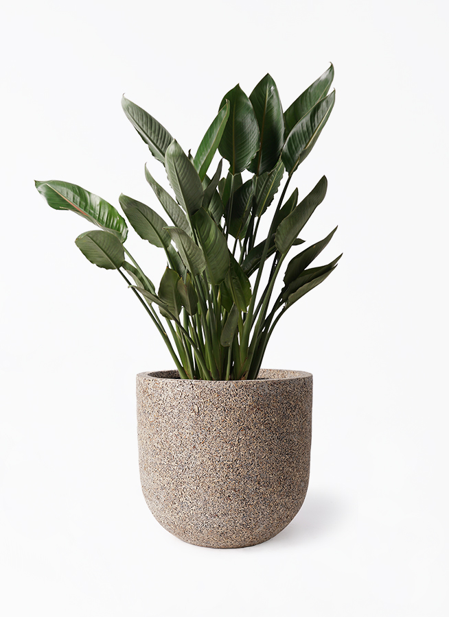 【現品】ストレチア/ストレリチア・レギネ　10号　（１） green-power_ag-201016-2