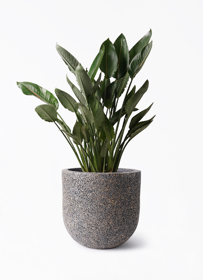 ストレリチア　10号鉢 strelitzia-reginae-18_1.jpg?