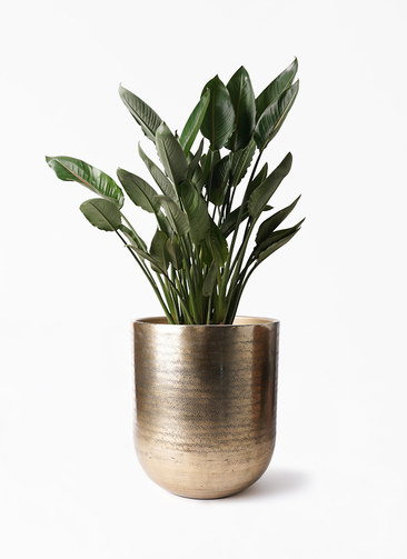 strelitzia-reginae-228_1.jpg?