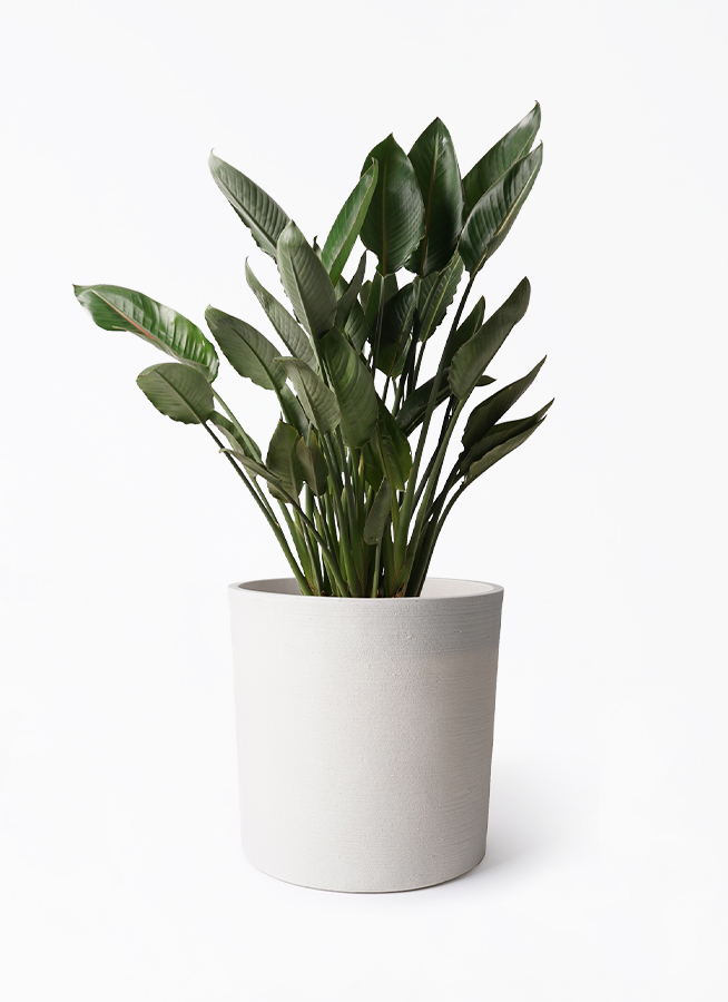 ストレリチア　10号鉢 ストレリチアニコライ10号 （鉢カバー付） てづくり 55-260