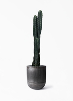 pillar-cactus-281_1.jpg?1724309505