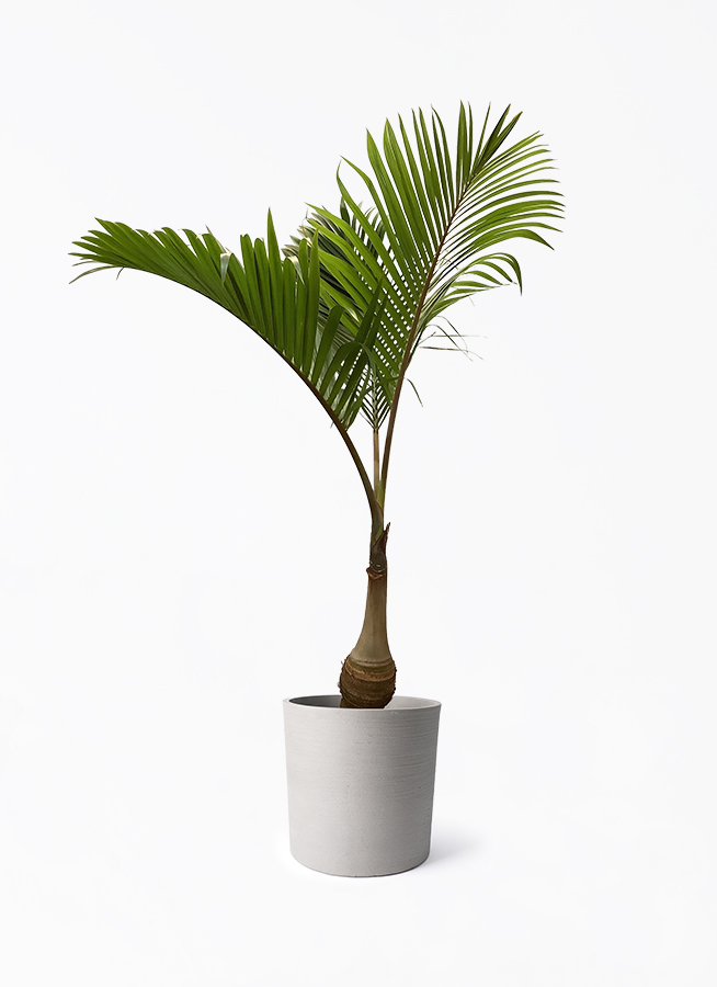 トックリヤシ。観葉植物。鉢ごと無料で発送致します。 parmtree-116_1.jpg?1724309534