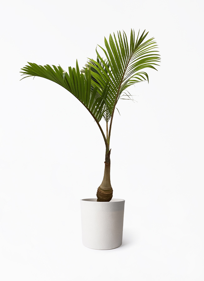 トックリヤシ。観葉植物鉢ごと無料で発送致します。 トックリヤシ。観葉植物。鉢ごと無料で発送致します