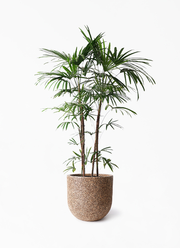 観葉植物 樹高３ｍシュロチク シュロチク 10号 シュロ竹 観葉植物 棕櫚竹 鉢植え 販売 苗 苗木 送料