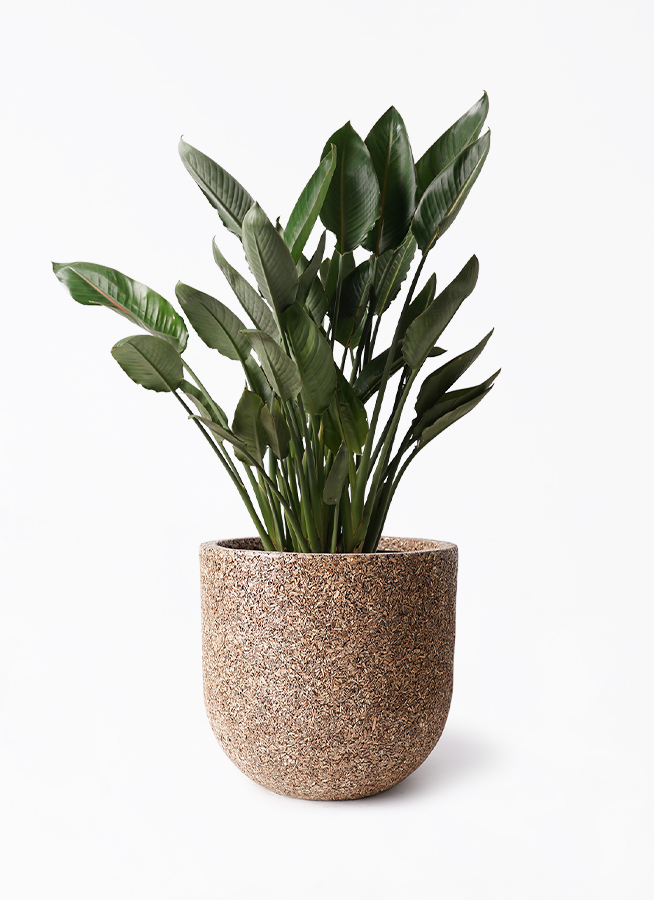 観葉植物 ストレリチア レギネ 10号 ストレチア レギネ 10号 | 観葉植物 | インテリアやギフトに