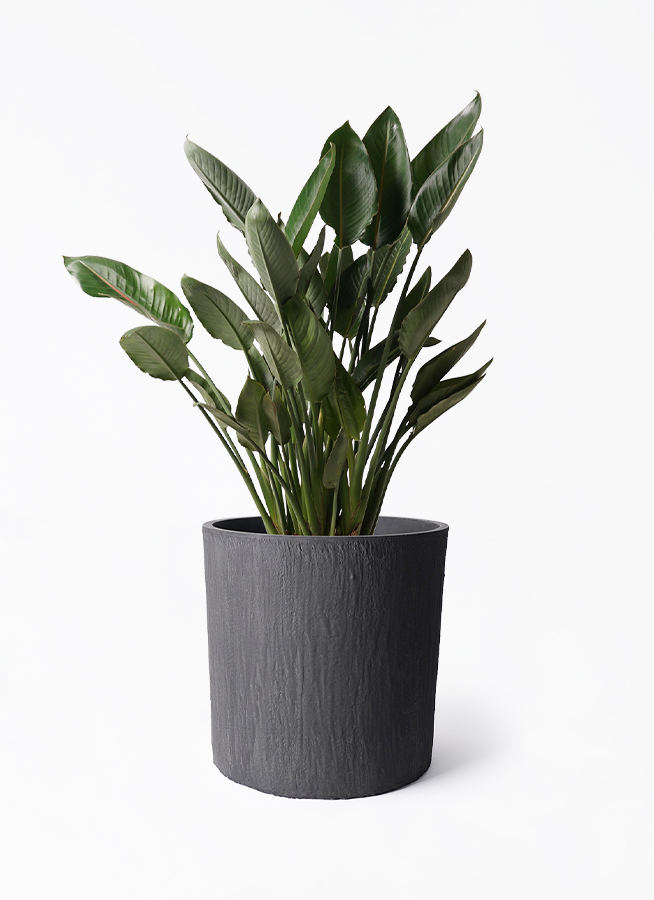 ストレリチア レギネ 10号 148cm ストレチア レギネ 10号 | 観葉植物 | インテリアやギフトに