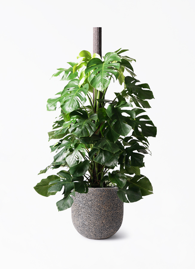 ⭐️ 大型美品⭐️ 観葉植物 モンステラの木 横浜引き取り限定 【公式