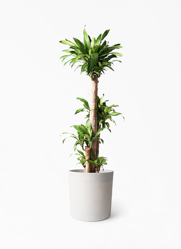 観葉植物 ドラセナ 幸福の木 10号 ノーマル ソンク シリンダー