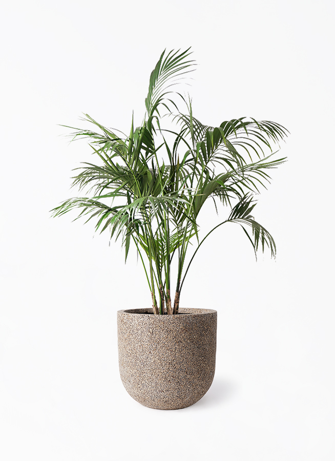 観葉植物 ケンチャヤシ 10号 ネイチャーズキャスト ユーポット