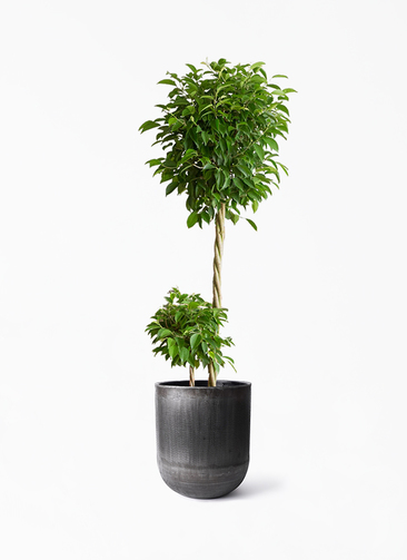 フィカスベンジャミン観葉植物　8号 ベンジャミン・観葉植物・本物・フィカス・ベンジャミン（ベンジャミン