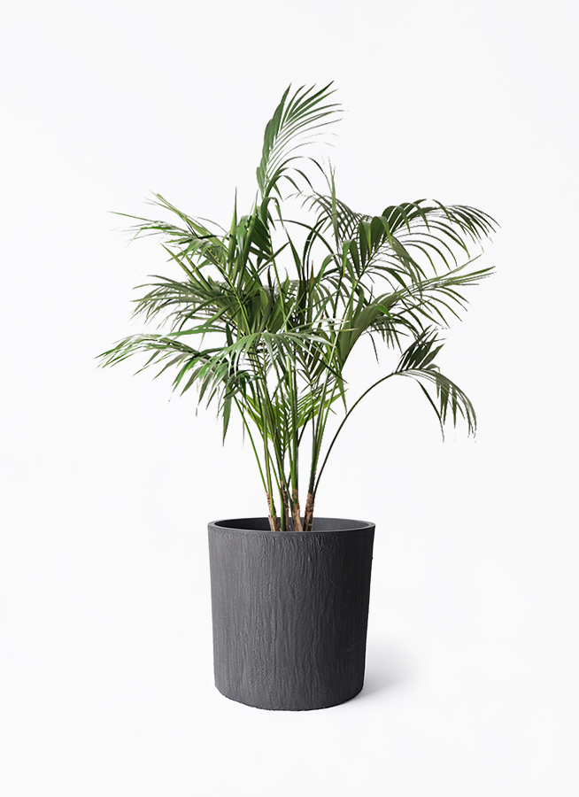 【はる⚠富山県】スタイリッシュでリゾート感満載♪ケンチャヤシ 10号鉢 はる⚠富山県】スタイリッシュでリゾート感満載♪ケンチャヤシ