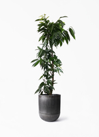 観葉植物 フィカス アムステルダムキング 10号 ノーマル エステリ