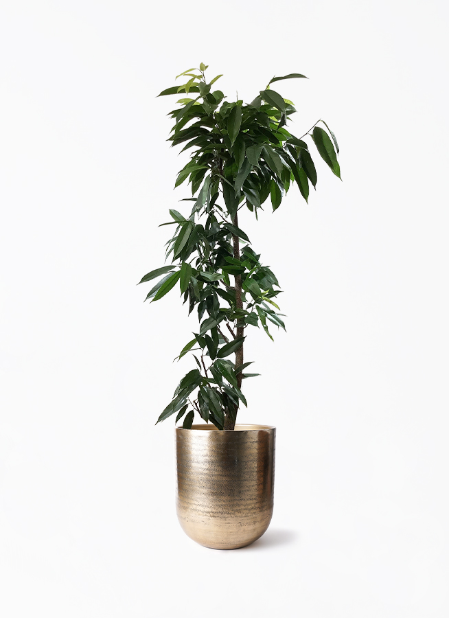 ficus-amsterdam-king-100_1.jpg