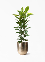 ficus-altissima-1335_1.jpg?