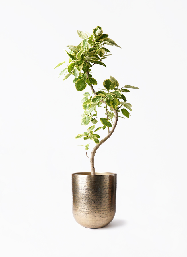 観葉植物 フィカス アルテシーマ 10号 曲り アンワール カーフ