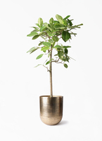 観葉植物 フィカス アルテシーマ 10号 ストレート フォリオアルト