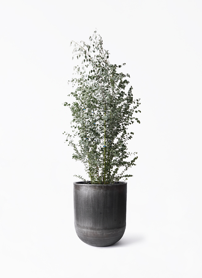 ユーカリ ユーカリ 10号 | 観葉植物 | インテリアやギフトに - Hitohana