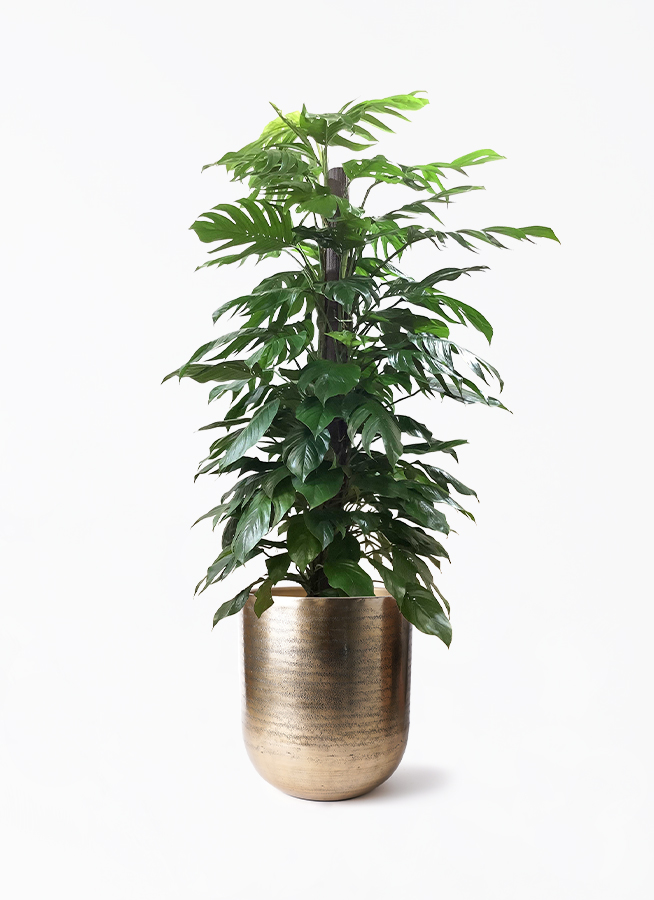 大正植物様 epiprenum-mirabile-103_1.jpg?