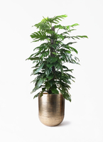 その他観葉植物 user_1242a77b 2,999円以下の観葉植物 | 通販サイトHitoHana（ひとはな）