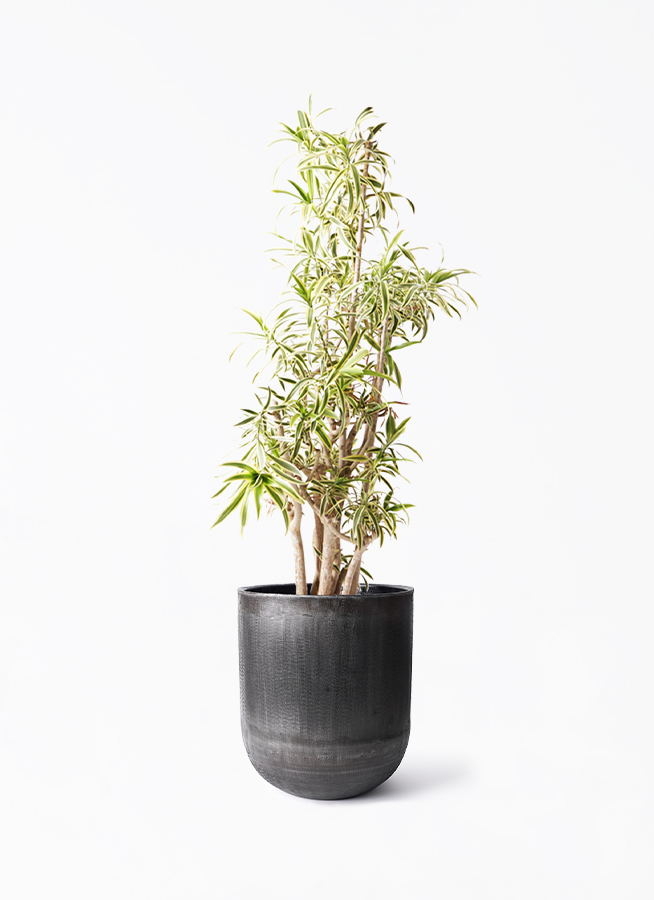 dracaena-song-of-india-306_1.