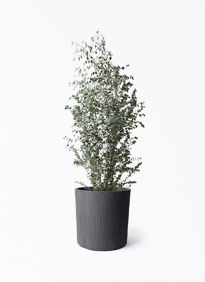 ユーカリ 10号 | 観葉植物 | インテリアやギフトに - Hitohana