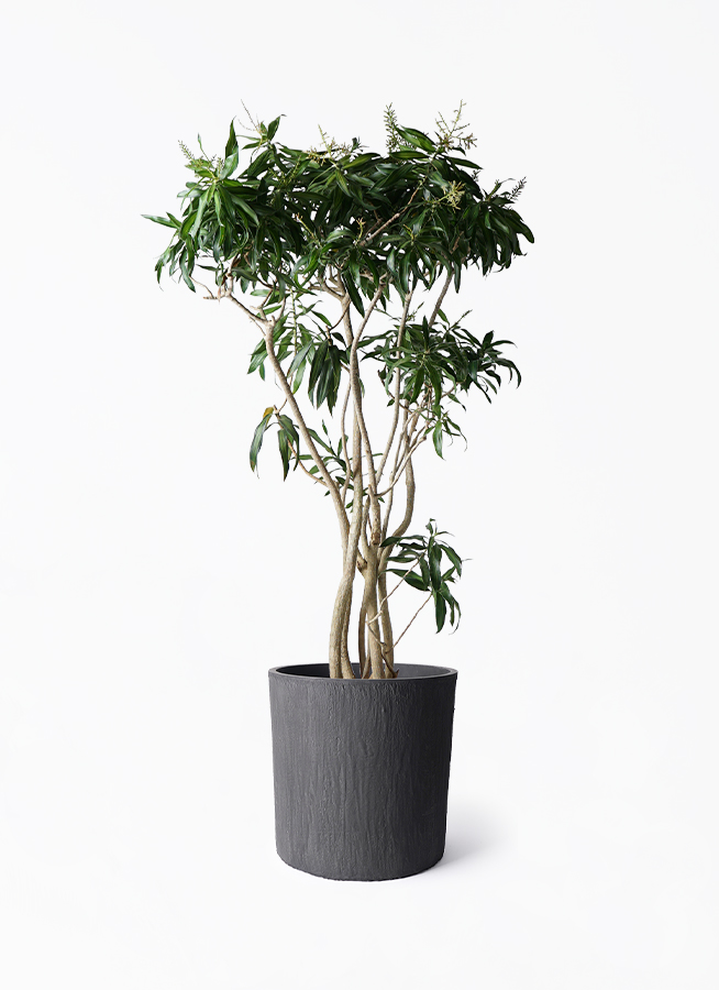 ドラセナ ソング オブ ジャマイカ | 観葉植物 | インテリアやギフトに