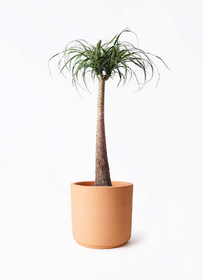 トックリラン　盆栽風　観葉植物 観葉植物 トックリラン ポニーテール 8号 インティ シリンダー 付き