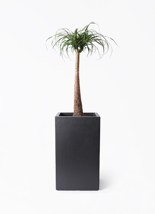 観葉植物 トックリラン ポニーテール 8号 シグマ 角柱プランター