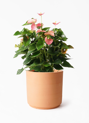 イッペー。花。ピンク。観葉植物。鉢ごと無料で発送致します。 anthurium-2027_1.jpg?1724311457