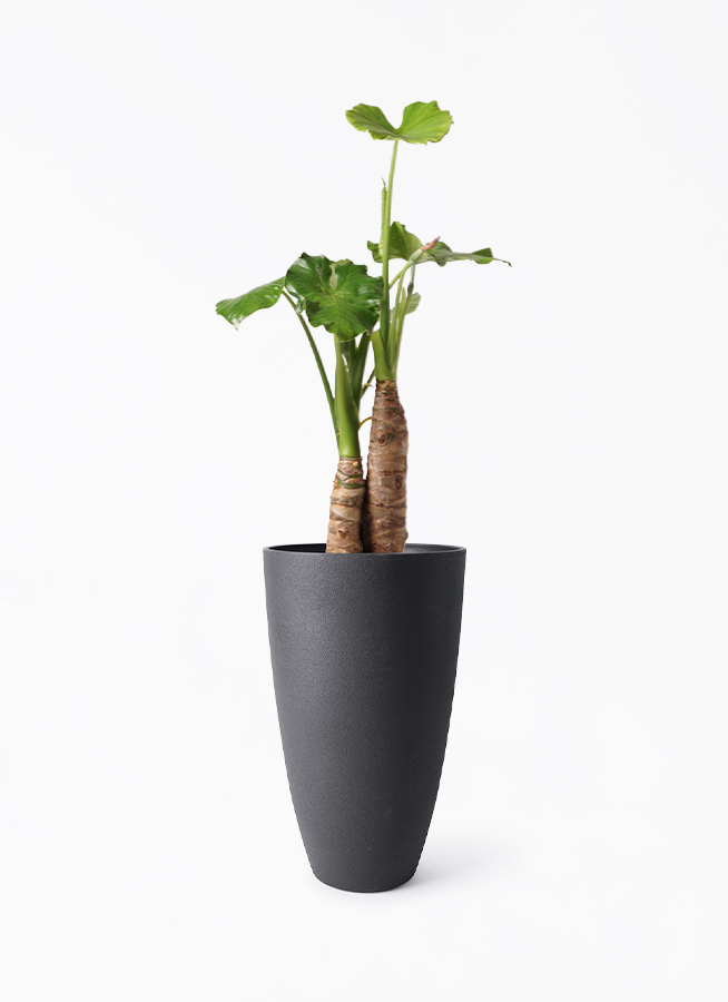 観葉植物 アロカシア 8号 オドラ（クワズイモ） フォレスト